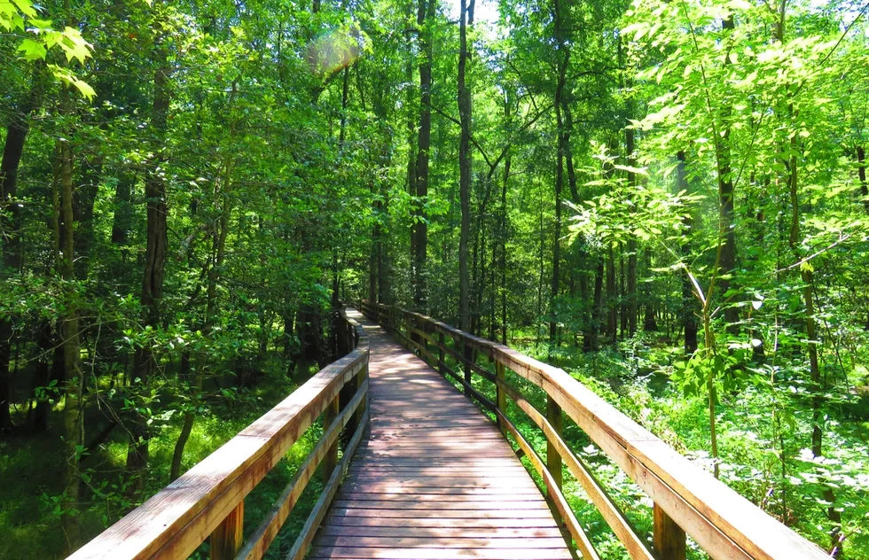 Congaree National Park, South Carolina