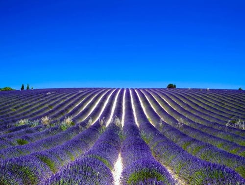 Best Times to Travel: Destinations in Bloom