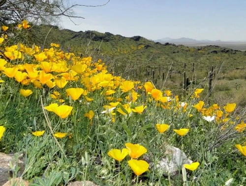 World's Most Beautiful Spring Flowers: When to Travel
