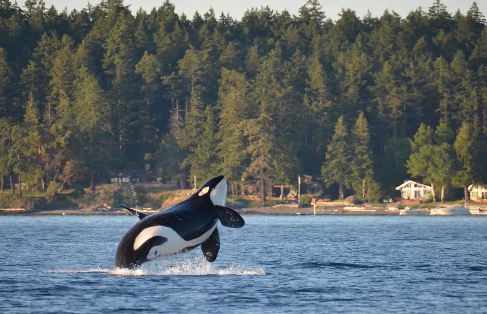 When and Where to Go Whale Watching in the USA: Four Seasons of…