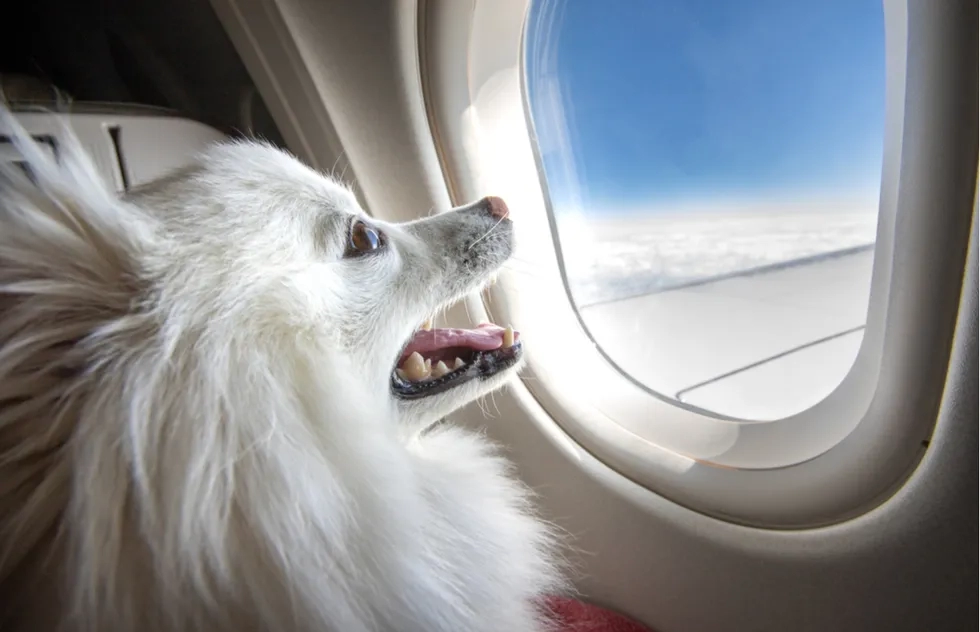 Dog on an airplane