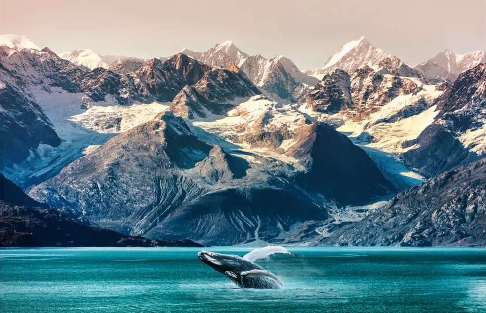 Alaska, Alaskan Cruise, Maridav, Whale