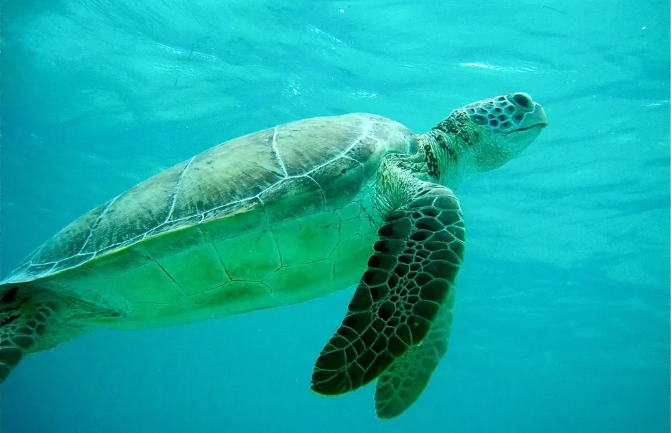 Sea Turtle