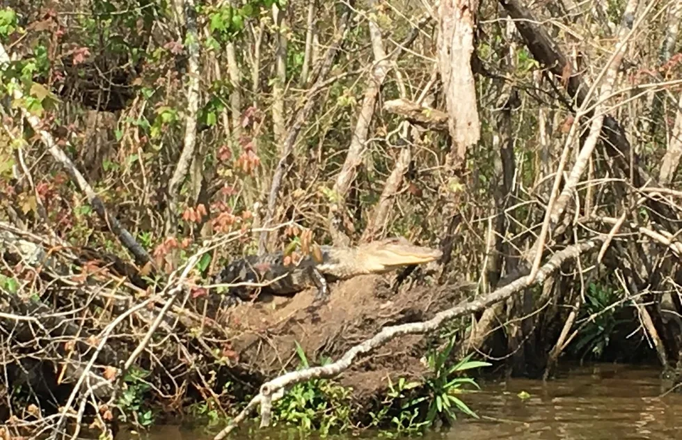American Alligator, Louisiana