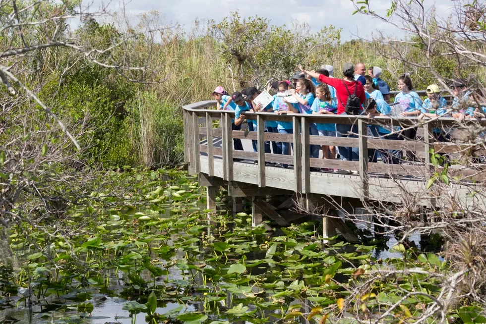 Anhinga Trail, Everglades National Park, Florida