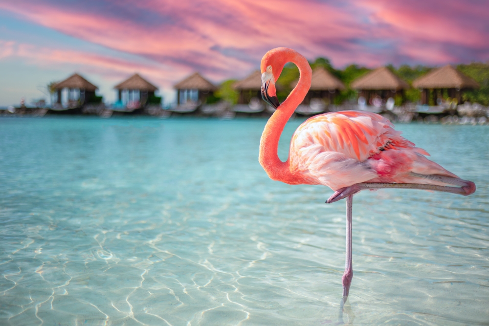 Aruba, the Caribbean