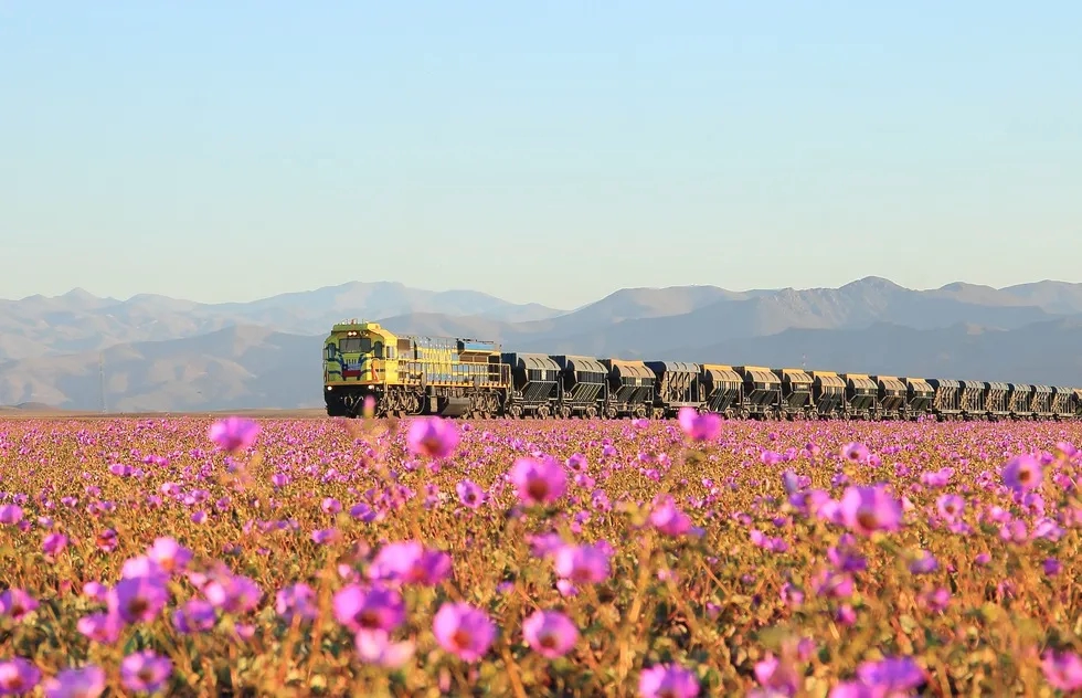 Wildflowers in bloom at Atacama Desert in Chile