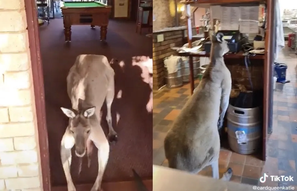 Kangaroo in John Forrest Tavern in Western Australia