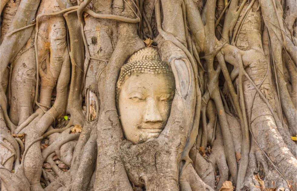 carved Buddha head in banyan tree, Ayutthaya, Thailand