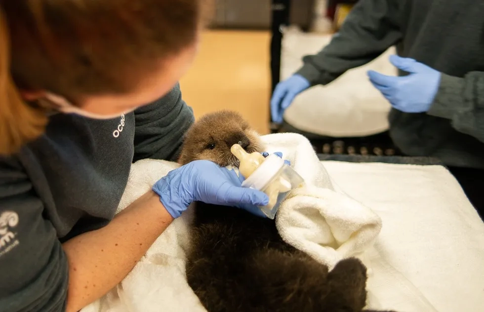Joey, a baby sea otter at the Ocean Wise Marine Mammal Rescue Centre in Vancouver