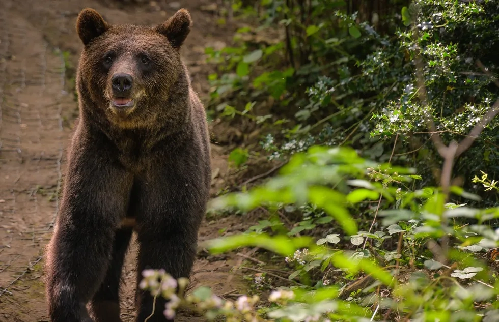 Bear Wood at the Wild Place Project in Bristol, England