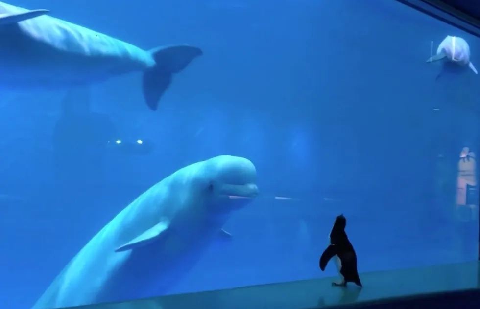 Belugas and penguin at the Shedd Aquarium in Chicago during the 2020 Covid-19 quarantine