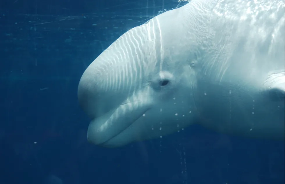 Beluga whale
