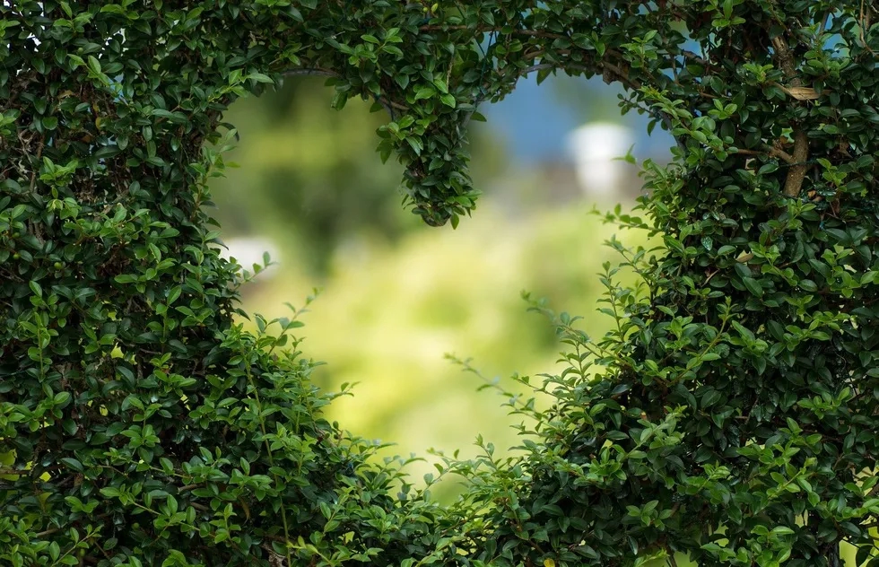 Heart shrub