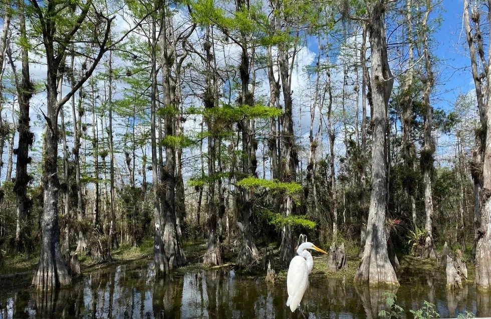 Big Cypress National Preserve, Everglades National Park, Florida, Alligator Alley
