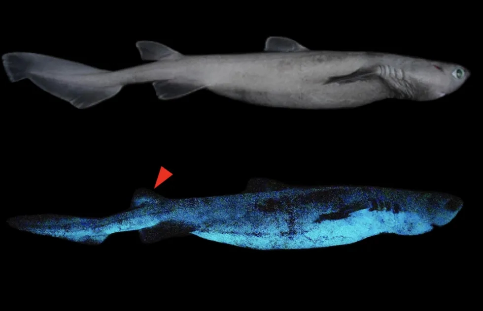 Bioluminescent kitefin shark