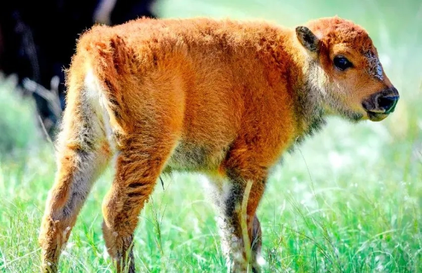 Baby bison at Custer State Park in South Dakota