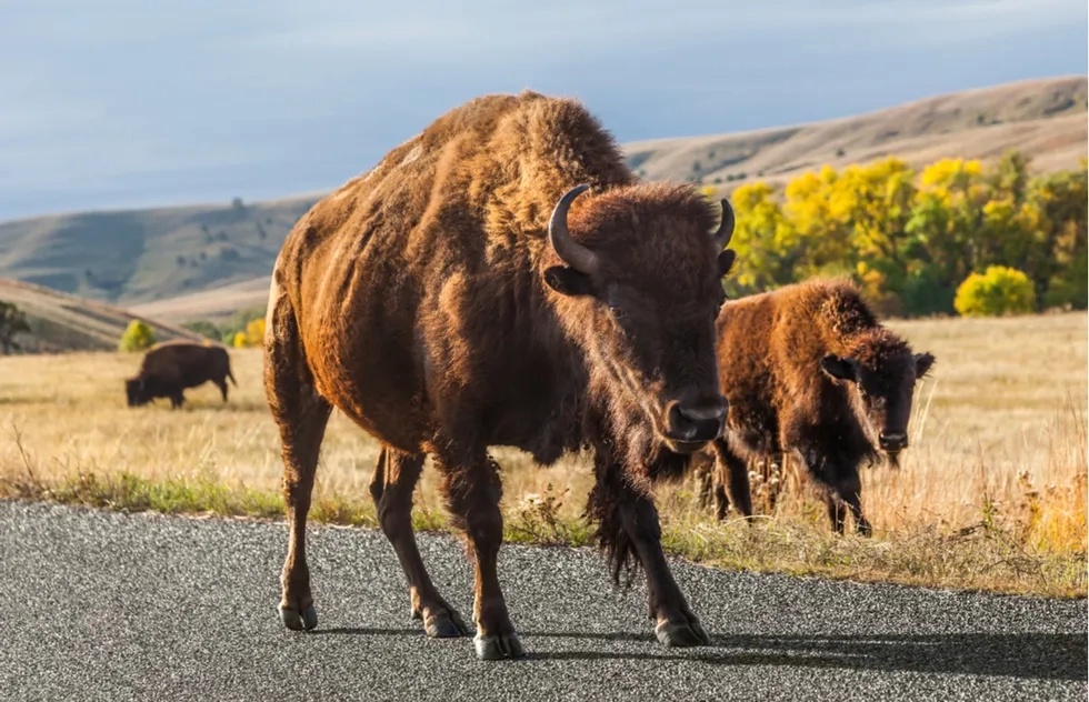Bison at Custer State Park in South Dakota