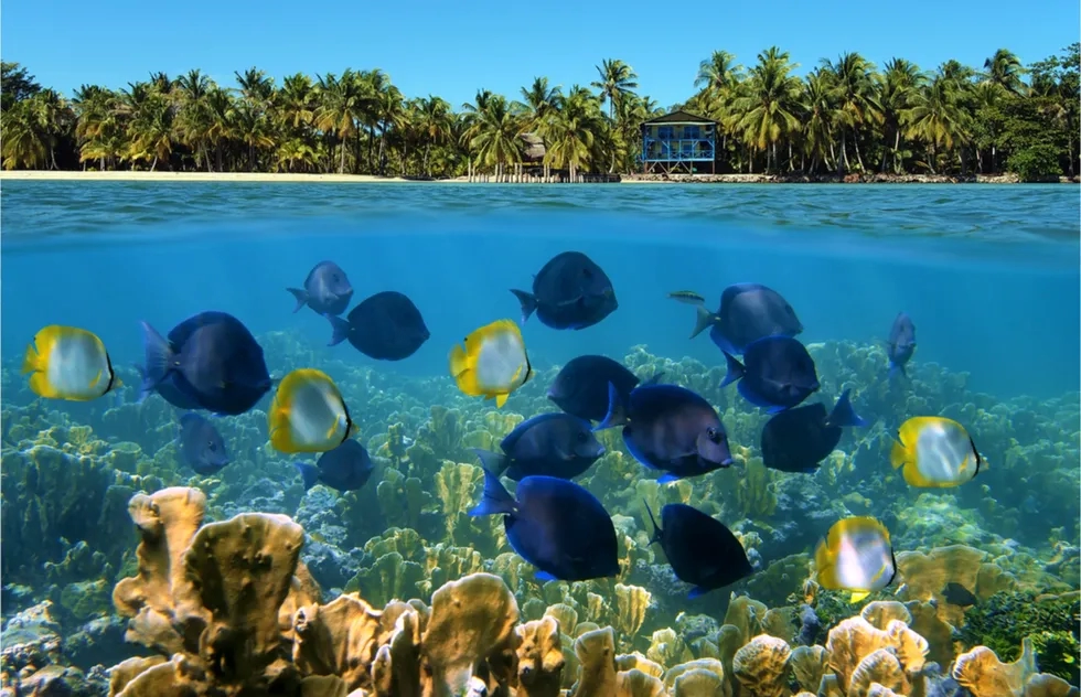 Bocas del Toro, Panama, Snorkeling, Scuba Diving