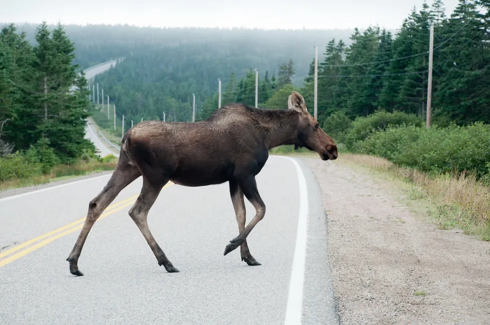 Cape Breton National Park, Nova Scotia, Canada, Moose