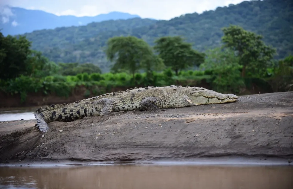 Carara National Park, Costa Rica, Central America