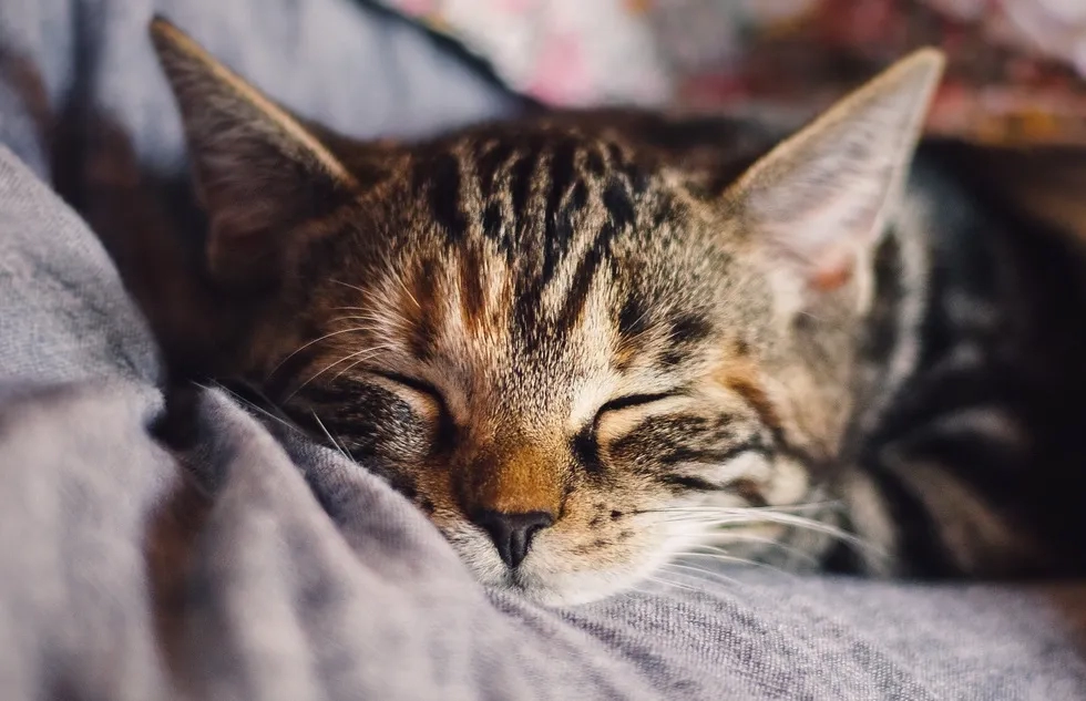 Sleeping cat