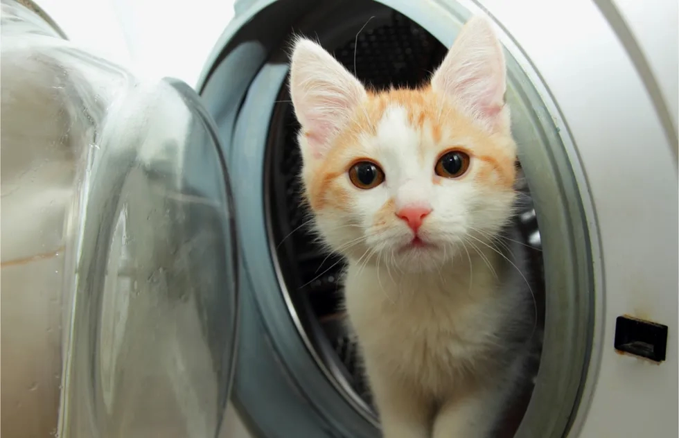 Cat, dryer, washing machine