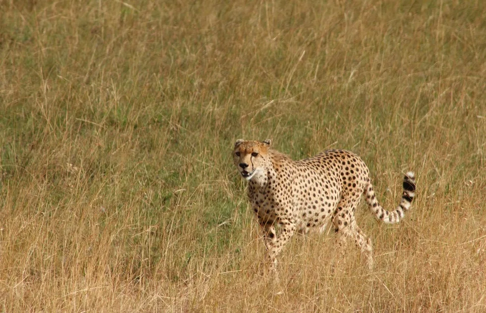 Cheetah, Masai Mara, Africa, Kenya