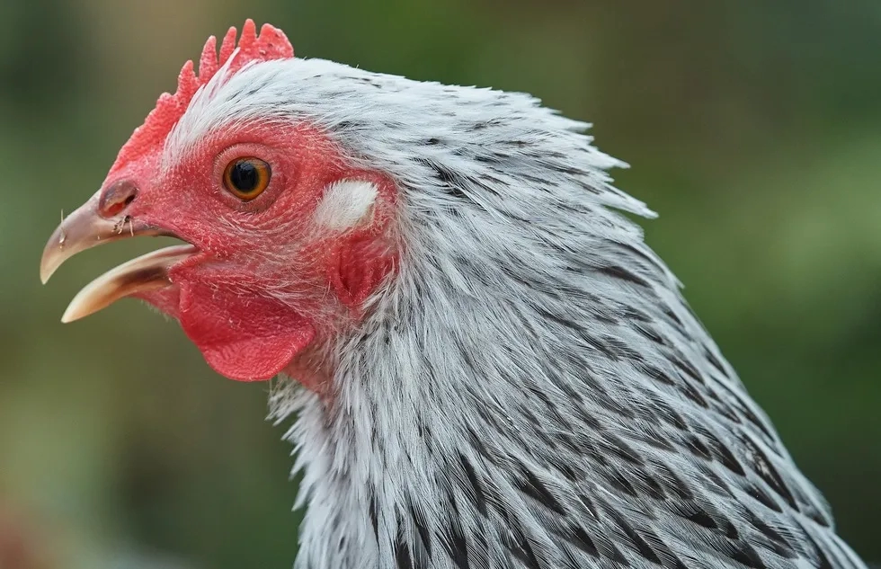 Chicken