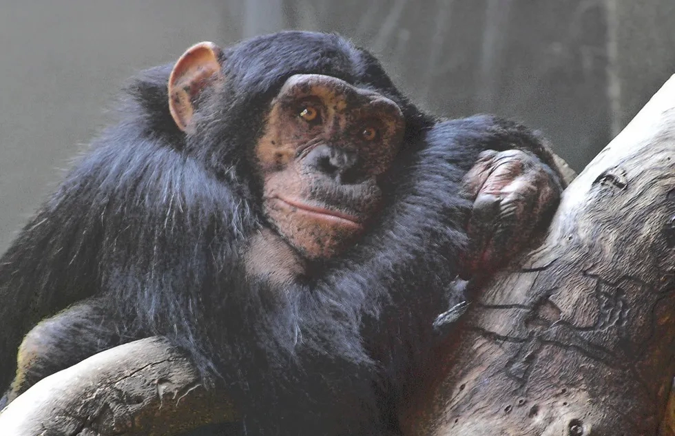 A chimp