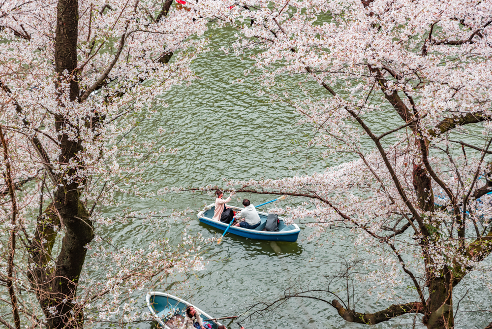 Chiyoda Ward, Tokyo, Japan, Cherry Blossoms, Boating