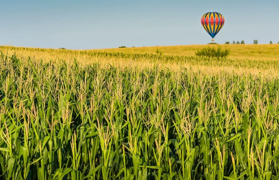 Cornfield, Hot Air Balloon, South Dakota
