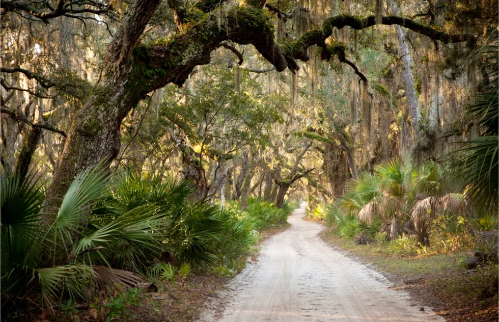 live oaks, Cumberland Island National Seashore, Georgia