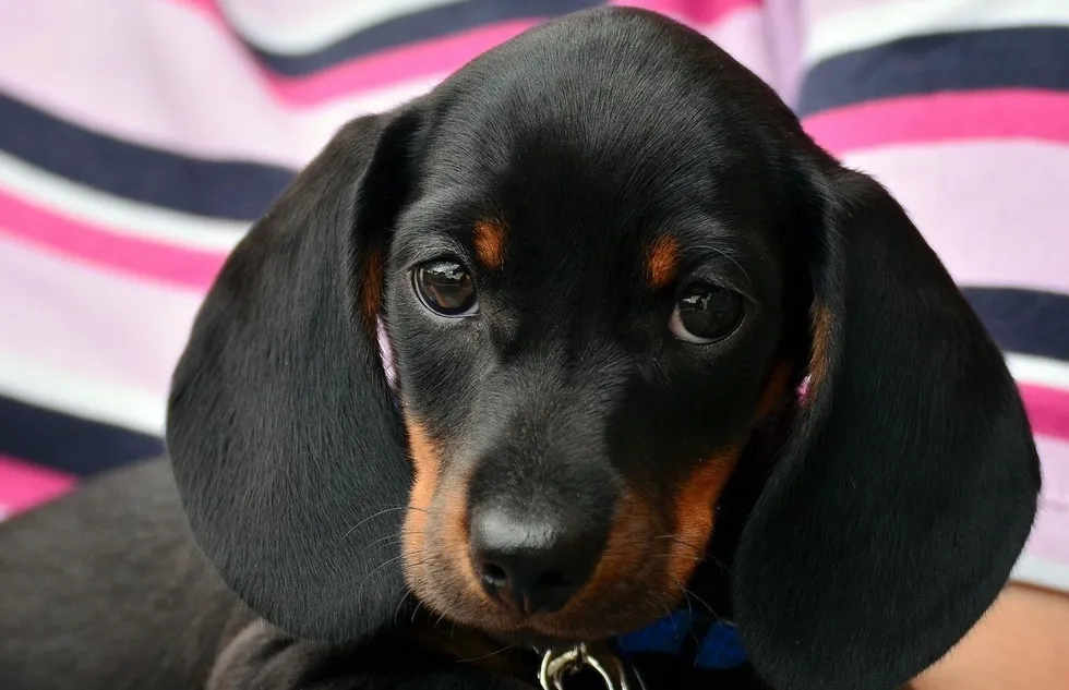 A dachshund puppy