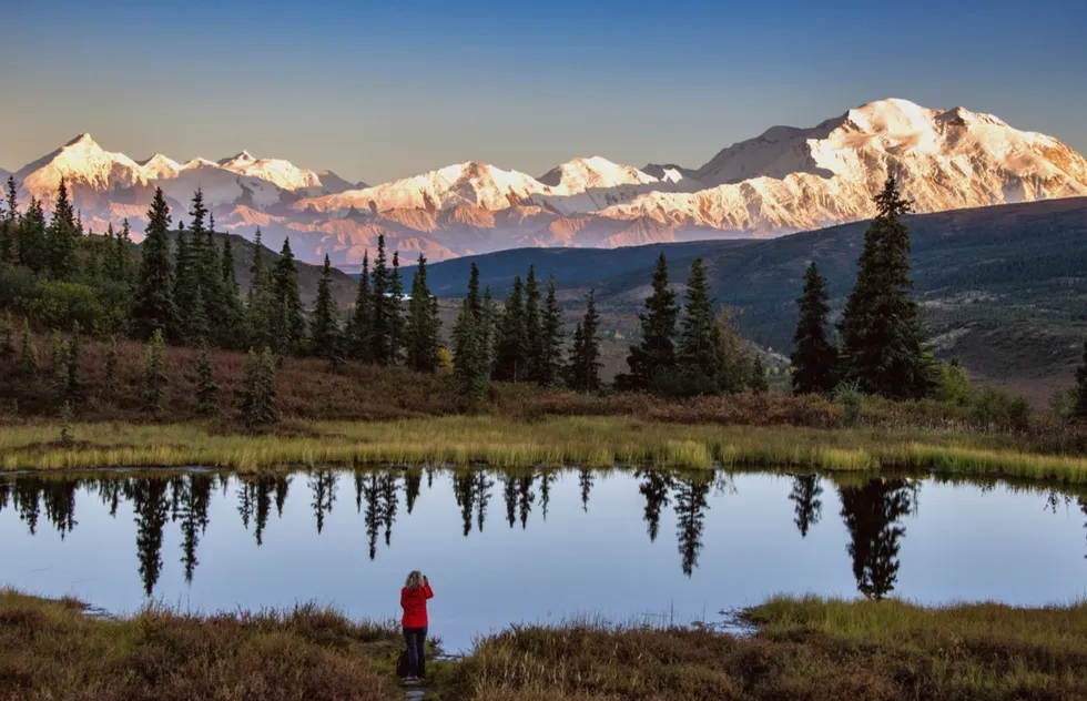 Caribou in front of Denali mountain in Alaska