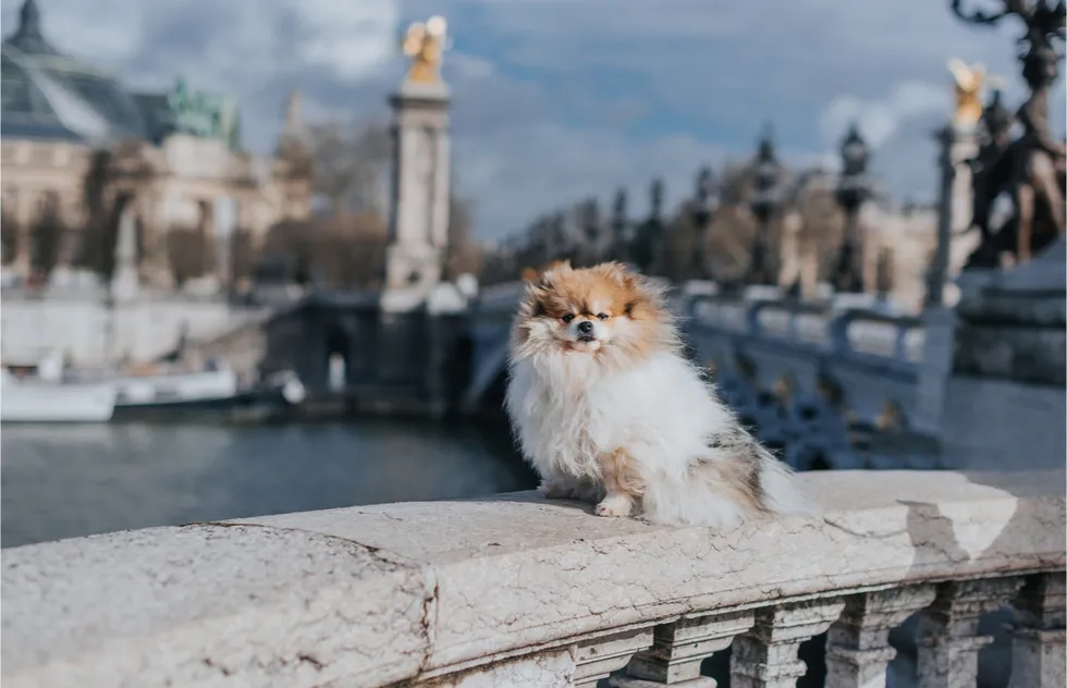 Dog, Paris, France