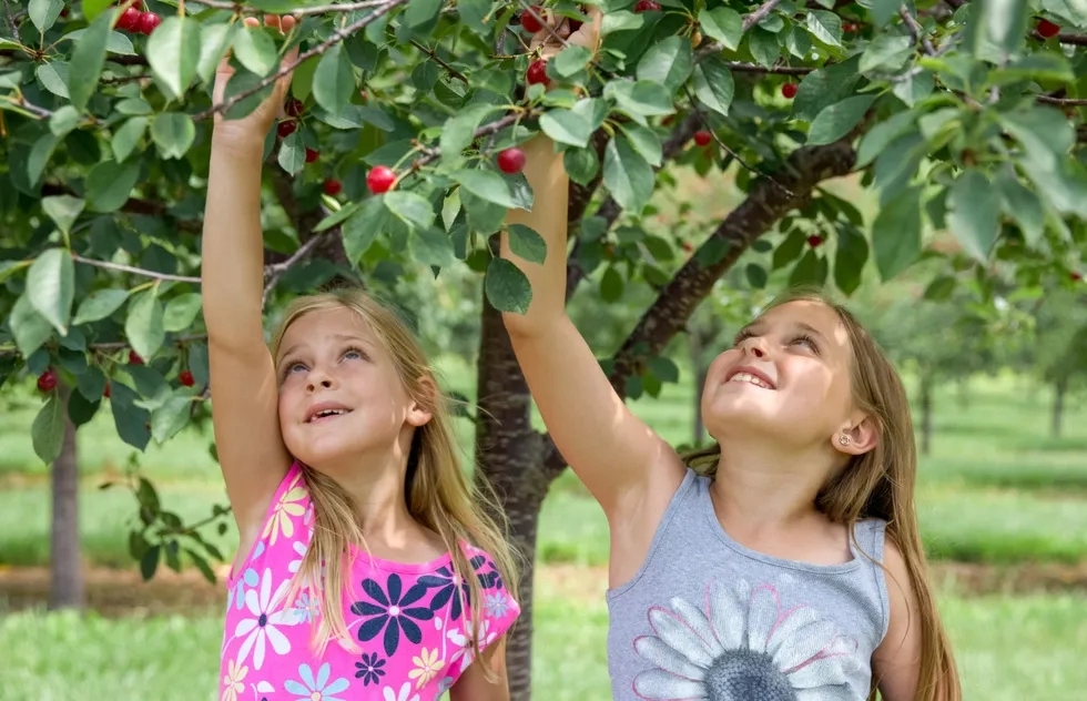 Kids picking cherries in Door County, Wisconsin
