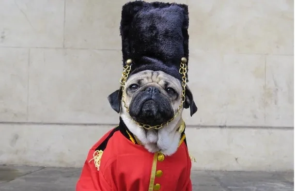Doug The Pug at Buckingham Palace in London