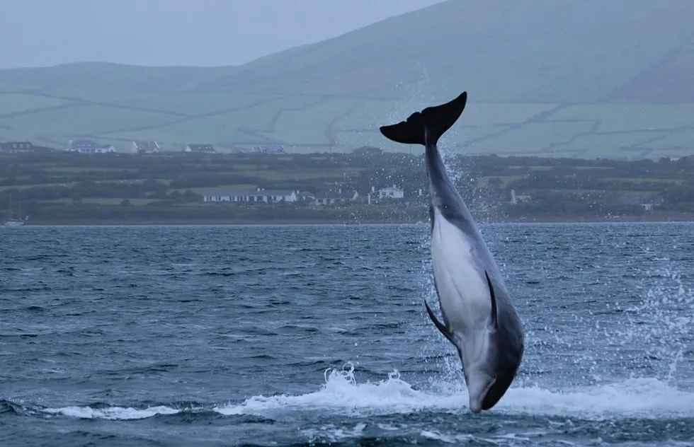 Fungie, Dingle, Ireland
