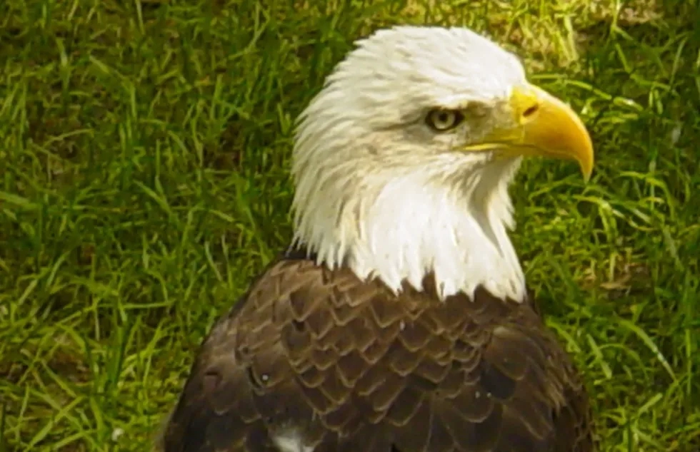 A bald eagle