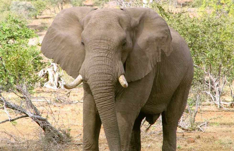 Elephant