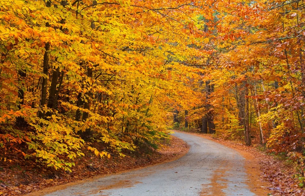Fall foliage