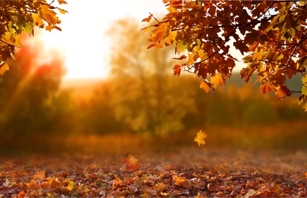Fall foliage, leaf peeping, turning leaves, New England, Landscape