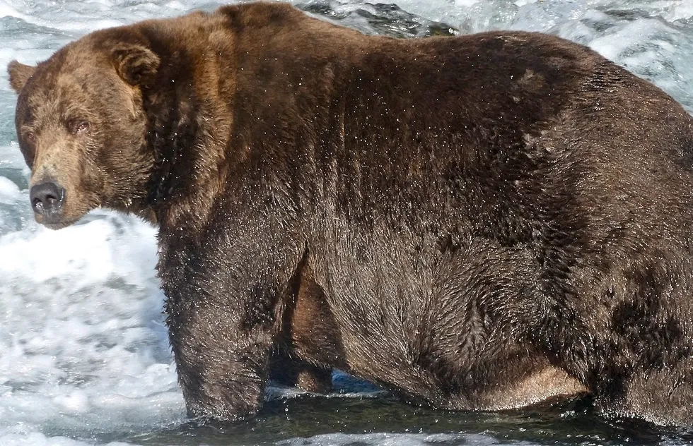 Bear 747, winner of Fat Bear Week 2020 at Katmai National Park in Alaska