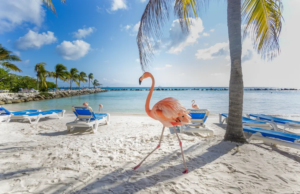 Flamingo Beach in Aruba