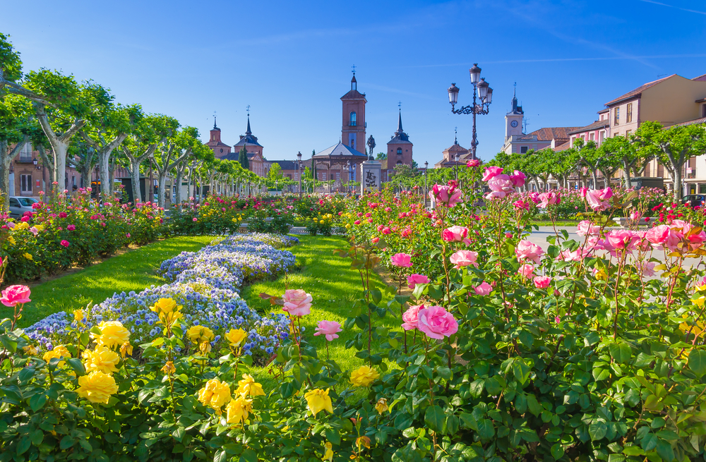 Flowers, Alcala de Heneres, Spain