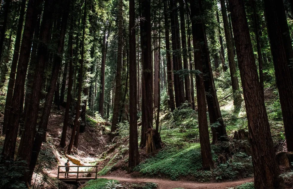 Henry Cowell Redwoods State Park in California