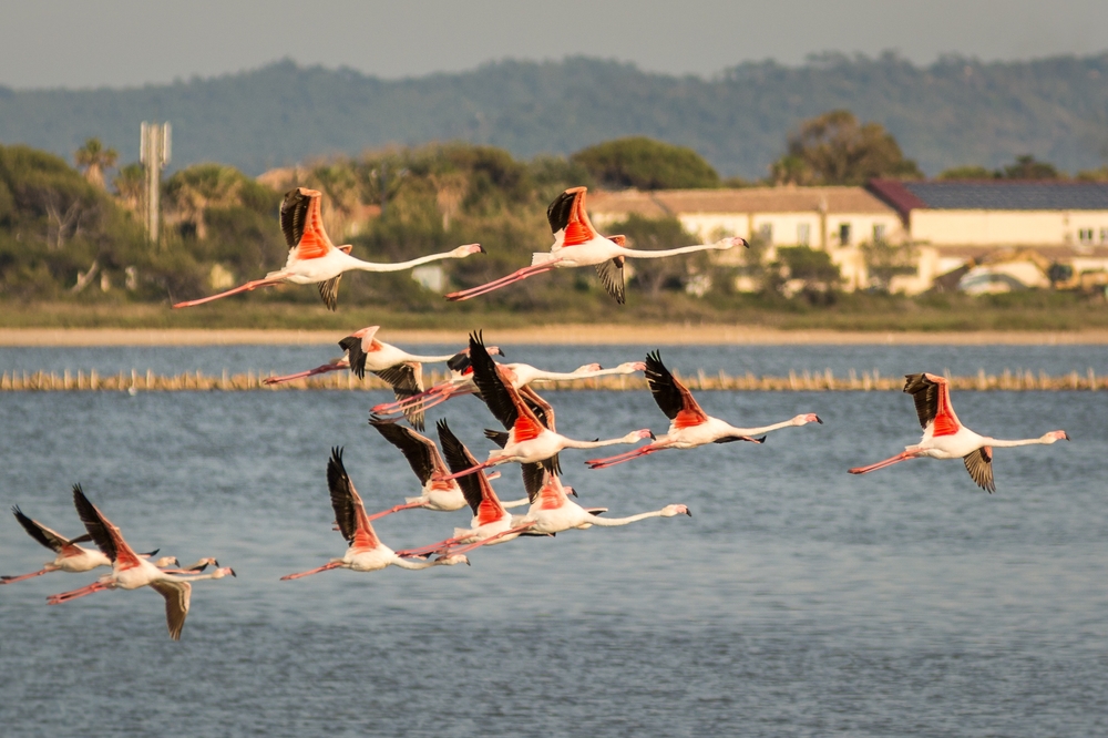 Iles d'Hyeres, Provence, France