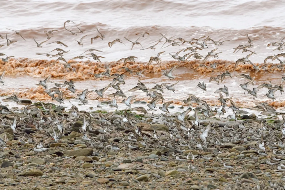 Fundy Bay, Sandpipers, New Brunswick
