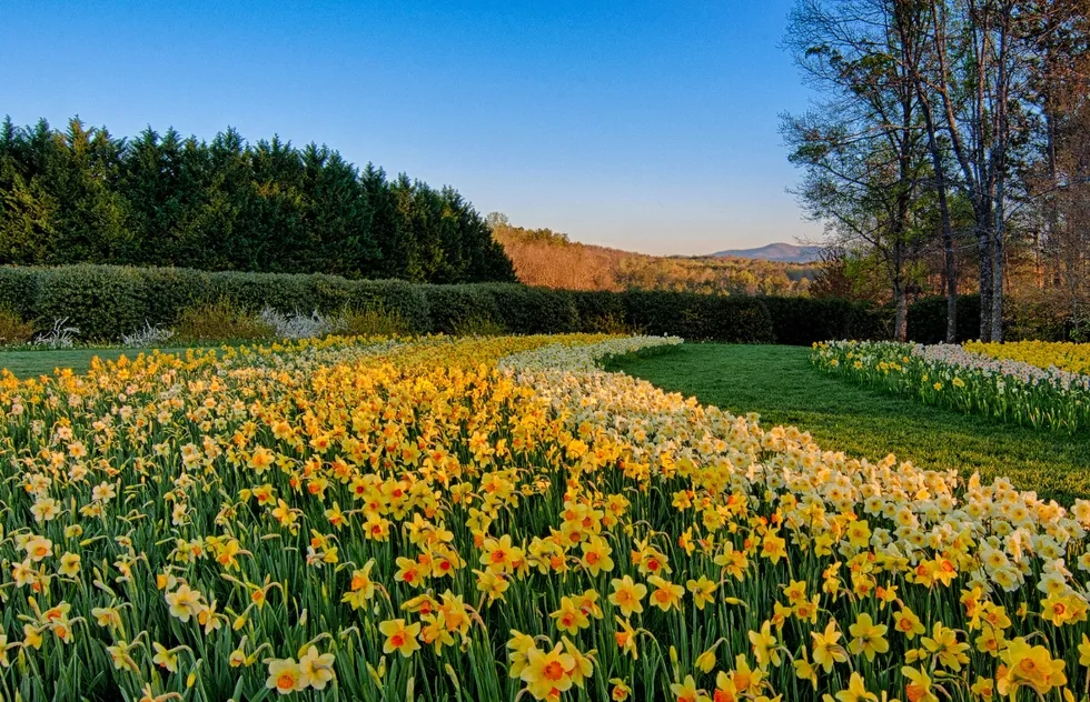 Daffodils at Gibbs Gardens in Ball Ground, Georgia